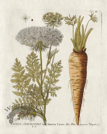 Wild Carrot